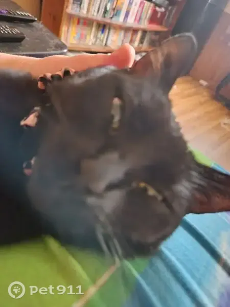 Lost female cat, Muncie, Indiana, Indianapolis — black coat and pink collar - photo
