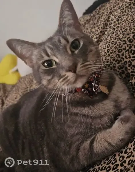 Lost male cat, Berkshire Circle, 2877, Buenaventura Lakes — wearing a Halloween bow tie - photo