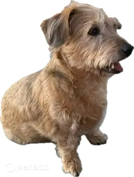 Lost female dog, Prairie Creek Drive, 100, Kechi — brown and tan dachshund/terrier mix - photo