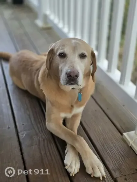 Lost dog, Old Courthouse Road, 9542, Vera, Vera — male yellow Lab-type - photo
