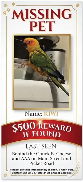 Lost bird, Main Street, 9404, Fairfax — female Sun Conure that says “Go kiwi” - photo