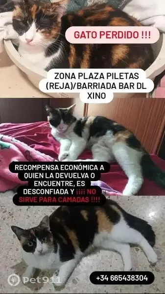 Gato perdido, hembra, Plaza Piletas, 1A, Punta Umbría, Huelva — pequeña mancha negra en la nariz - photo