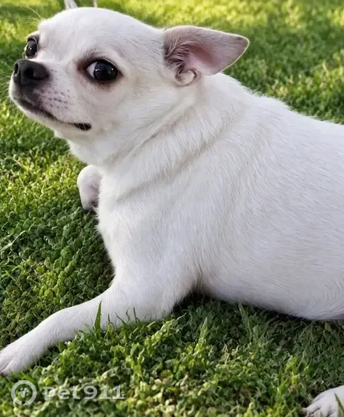 Lost female dog, North Bourbon Street, 2718, Orange — small and white - photo