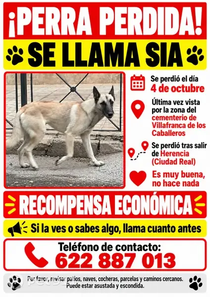 Perro perdido (hembra), Calle Cristo, 61, Villafranca de los Caballeros, Alcazar de San Juan — dócil y cariñosa - photo