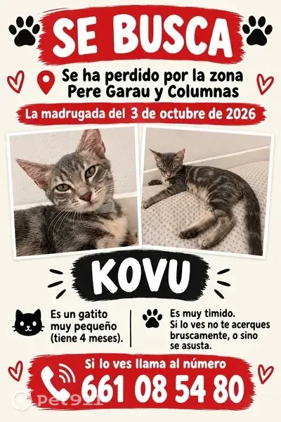 Gato perdido, Passatge Siri, 16, Palma — macho de ojos verdes - photo