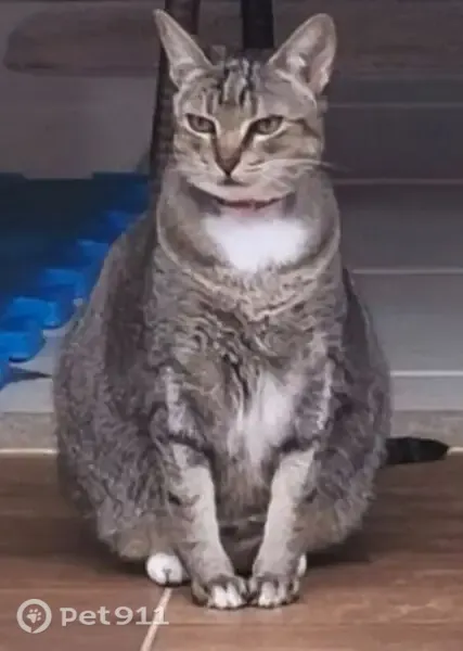 Perdido gato fêmea, Avenida Joaquim Alves Corrêa, 4839 — manchas brancas no peito e nas patas - photo