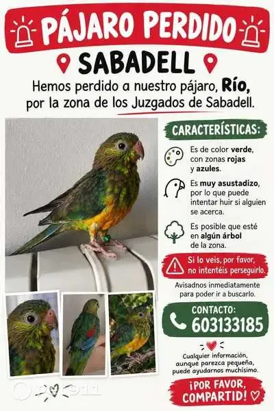 Ave perdida macho, Carrer de Sant Isidre, 107, Sabadell — verde con zonas rojas y azules - photo