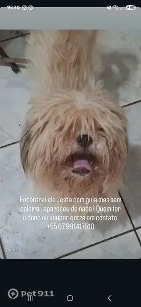 Cachorro encontrado macho, Rua Cascais, Campo Grande — branco e da raça Shih Tzu - photo