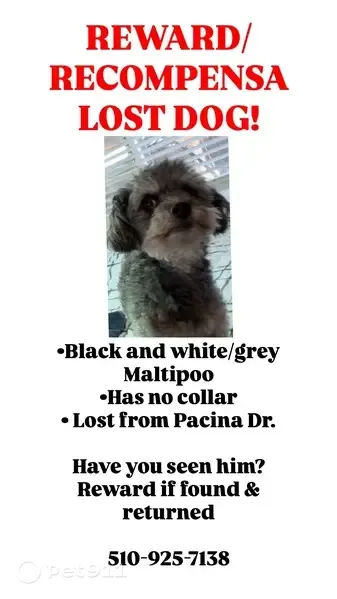 Lost dog, Pacina Drive, 2063, San Jose — grey/black male Maltipoo - photo