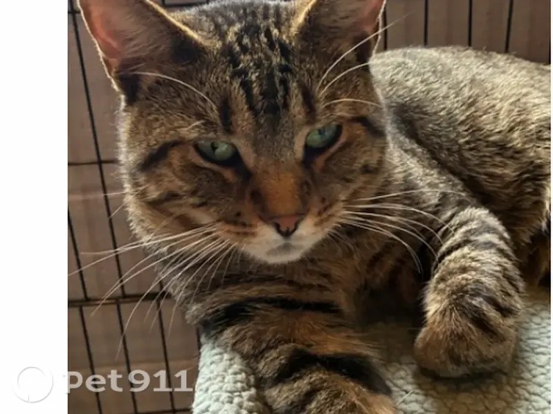 Lost cat, Marlowe Drive, 1168, Clarksville — male brown tabby - photo