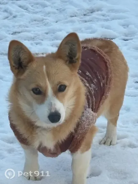 Lost dog, Emerald Drive, 141, Louisville — female corgi - photo