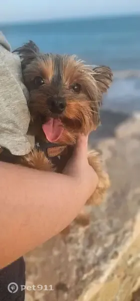 Perro perdido, hembra, Calle del Tomillo, 35, Torrevieja, Alicante — lleva chip y collar antipulgas gris - photo