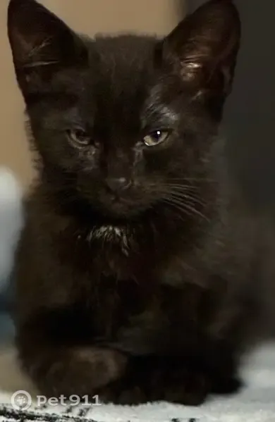 Lost cat, Stuart Road, 4937, Denton — male with black coat and white chest - photo
