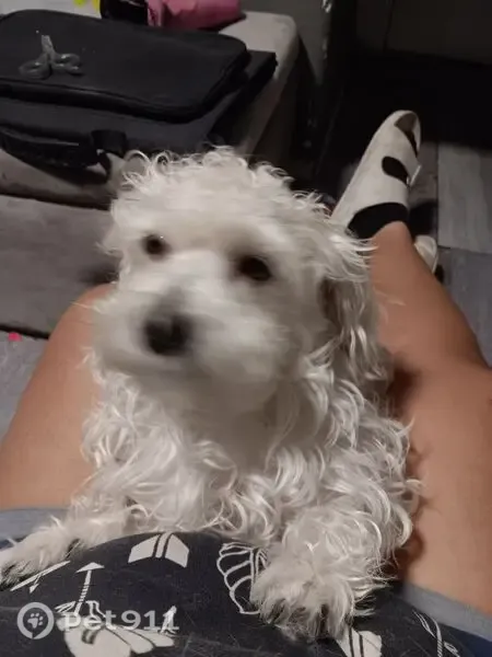 Lost dog, West Montebello Avenue, 3216, Phoenix — male with curly tan hair - photo