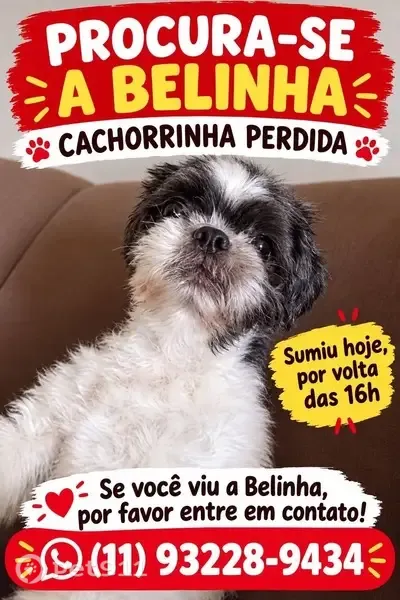 Cachorro perdido, Mairinque, São Paulo — fêmea, branca e preta e amorosa - photo