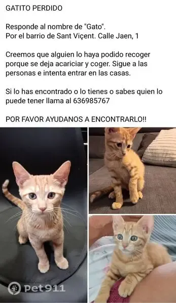 Gato perdido macho, Carrer Jaen, 1, la Vall d'Uixó, Castello de la Plana — naranja atigrado - photo