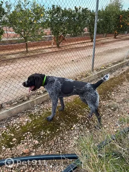 Perro perdido, Plaça Poligono 10, 12, Algemesi — macho drahthaar joven - photo