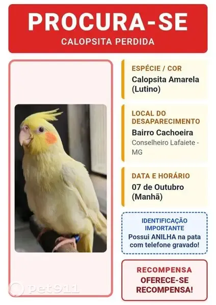 Ave perdida, Rua Francisco de Carvalho, 628 — amarela e filhote - photo