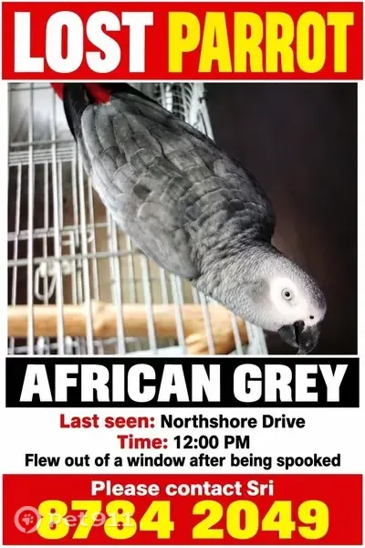 Lost Bird, male, Singapore 823406, Hougang — responds to his name - photo