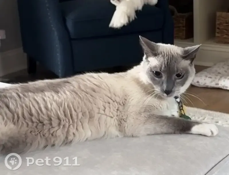 Lost male cat, Bruce Garner Road, North Carolina, Alpharetta — Siamese with blue eyes - photo