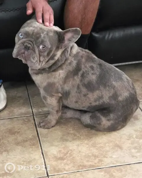 Lost dog, Fisher Street, Perris — male Frenchie with one blue and one green eye - photo