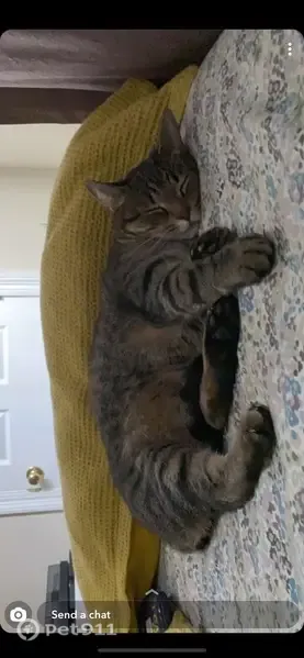 Lost female cat, Beaconsfield Road, Sherwood, Arlington — very dark stripes - photo