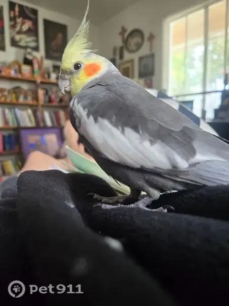 Lost bird, Turnergrove Drive, 6542, Lakewood, Los Angeles — male gray cockatiel with a yellow face - photo