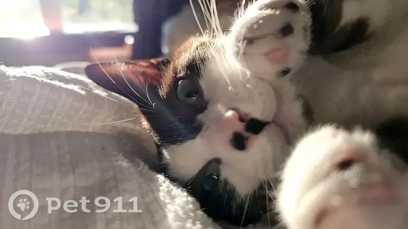 Lost male cat, Belle Grove Road, 815, Knoxville — snowshoe with blue eyes - photo
