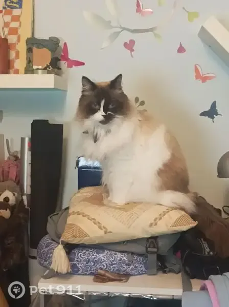 Gato perdido, Calle de Lusitania, Alicante — macho de pelo largo y máscara negra y marrón - photo