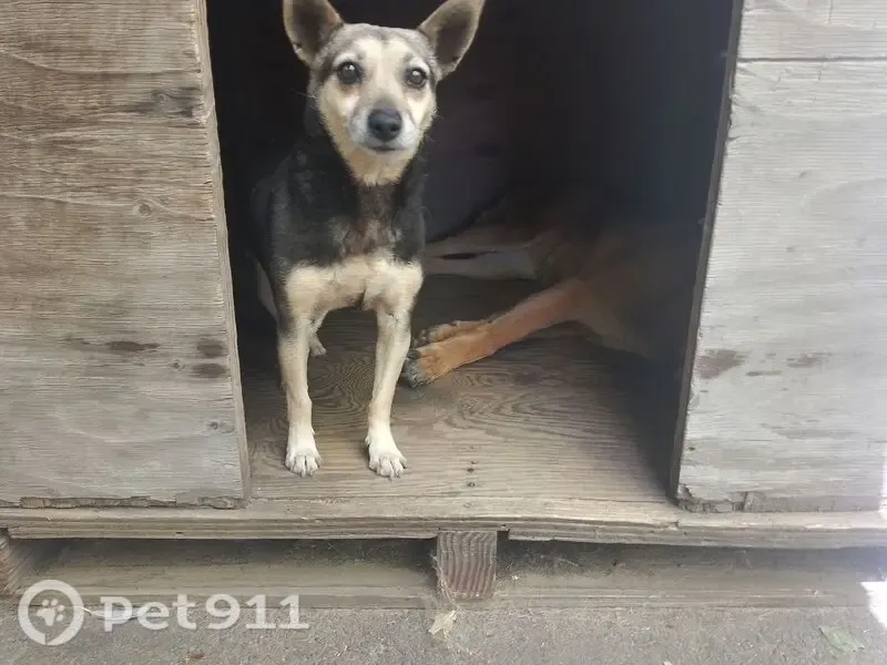 Lost dog, Louis Botha, 4, Paarl — small female - photo