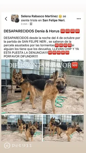 Perro perdido, Plaza Cardenal Belluga-S.F.N, 52, Crevillente — hermanos pastor alemán, Horus y Denia - photo