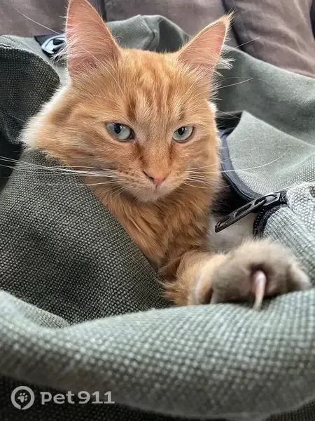 Lost cat, Benoni, Gauteng, Johannesburg — male - photo