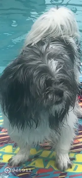 Lost dog, Persimmon Drive, 610, St. Charles — small, fluffy, grey-and-white male - photo