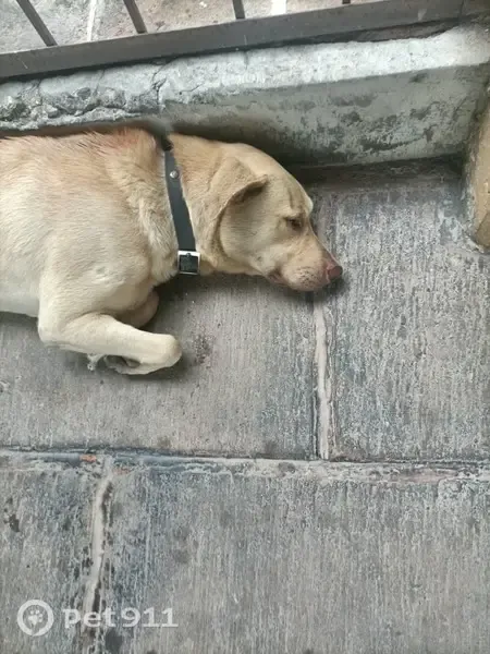 Encontrado perro, Calle Claudio Ptolomeo, Zapopan, Lagos de Moreno — llegó al estacionamiento - photo