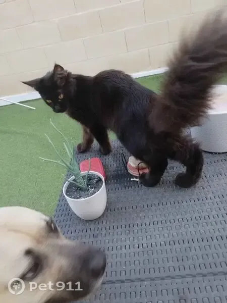 Gato perdido, hembra, La Nucia, Comunidad Valenciana, Benidorm — Maine Coon de 6 meses - photo