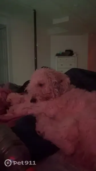 Lost dog, Smith Street, 401, Radcliff — male, deaf and blind - photo