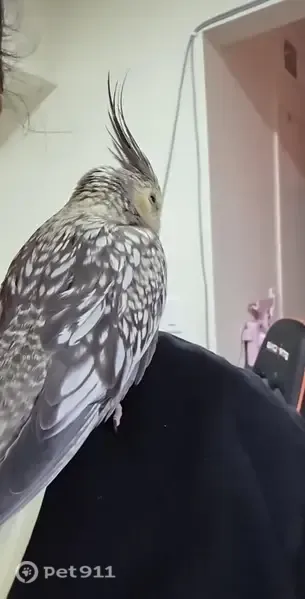 Lost bird, East Vista del Cerro Drive, 1234, Tempe — friendly pearl pied cockatiel - photo