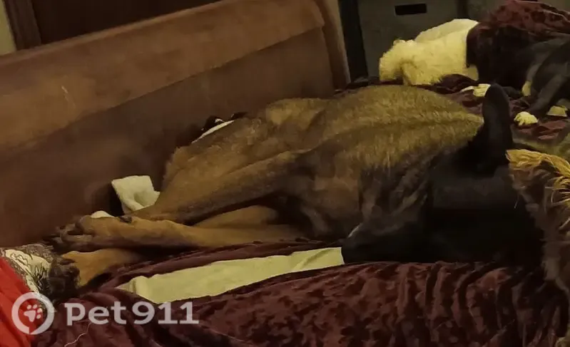 Lost male dog, Mount Vernon Ridge Road, West Virginia, Charleston — scared and German Shepherd-like - photo