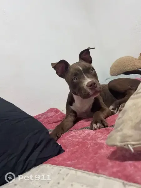 Perro perdido, Calle 1 AU1 Torrealqueria, 1P, Torrealquería, Alhaurin de la Torre — 7 meses - photo