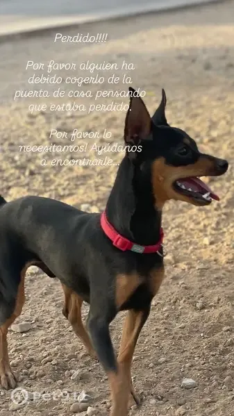 Perdido perro macho, Calle Badajoz, Almendralejo — mini pinscher con shunt cardiaco - photo