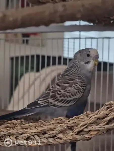Lost male bird, Pablo Street, 6108, Chino — answers to whistles - photo