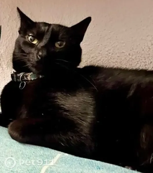 Gato perdido macho, Carrer de Baldomer Girona, Pozuelo de Alarcon — castrado, con chip y sin collar - photo