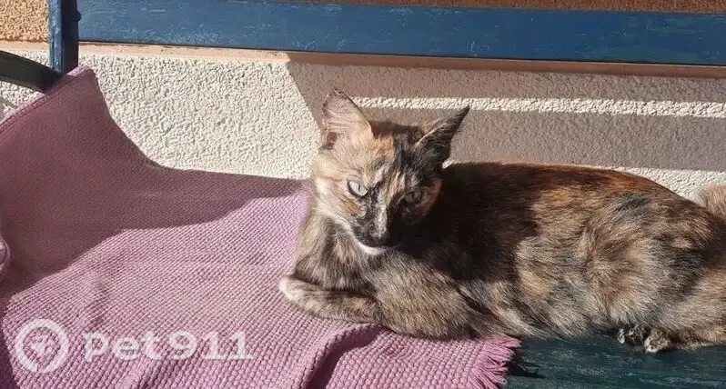 Gato perdido, Rúa Citroën, 3, Vigo — tricolor adulto con collar negro - photo