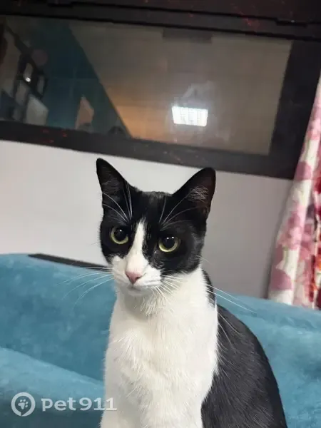 Gato perdido, Calle Costa Rica, 7, Torremolinos, Madrid — hembra con collar azul y número - photo