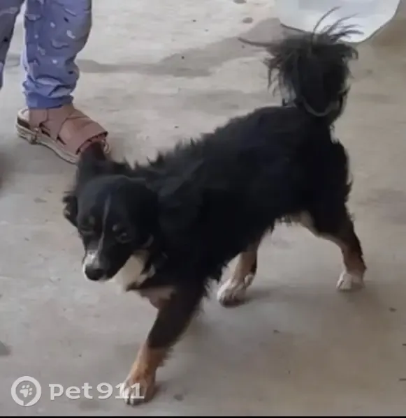 Lost dog, East Pico Avenue, 2007, Fresno — male - photo