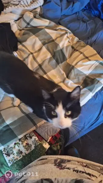 Lost male cat, Craddock Road, Plantagenet, Perth — tuxedo cat with red collar - photo