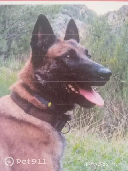 Perro perdido, hembra, Rambla de los Adanes, 30815, Murcia, España, Totana — cara negra - photo