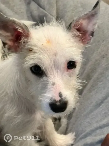 Lost female dog, Janwood Lane, Farmers Branch, Carrollton — small white terrier/Chihuahua mix - photo