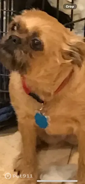 Lost dog, Cascade Lane, Seneca, Tampa — 15-year-old female Pug/Yorkie mix - photo
