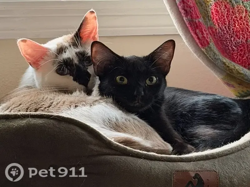 Lost cat, female, Calhoun Place North, 632, Cambridge — black coat, yellow/green eyes - photo